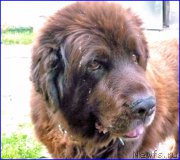 Превью фото № 185360