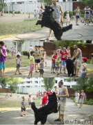 Превью фото № 185491