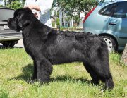 Превью фото № 185513