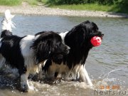 Превью фото № 185516