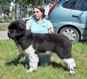 Превью фото № 185530