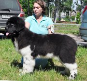 Превью фото № 185531