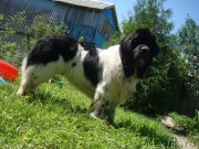 Превью фото № 185567