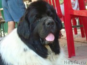 Превью фото № 185569