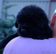 Превью фото № 185575