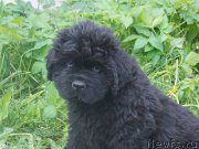 Превью фото № 185595