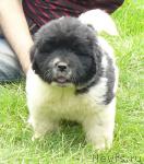 Превью фото № 18562