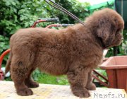 Превью фото № 185633