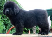 Превью фото № 185645