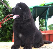 Превью фото № 185648