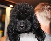 Превью фото № 185651