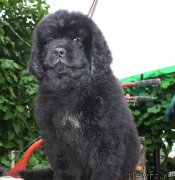 Превью фото № 185655