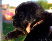 Превью фото № 185693