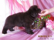 Превью фото № 185696