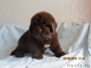 Превью фото № 185697