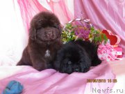 Превью фото № 185702