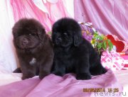 Превью фото № 185703