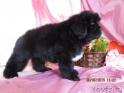 Превью фото № 185704