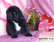 Превью фото № 185705