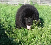 Превью фото № 185706