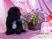 Превью фото № 185707