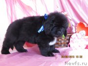 Превью фото № 185708