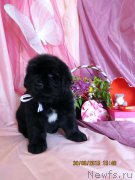 Превью фото № 185710