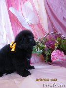 Превью фото № 185712