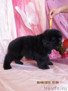 Превью фото № 185714