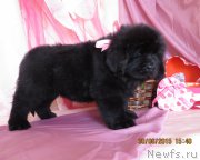 Превью фото № 185715