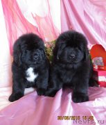 Превью фото № 185717