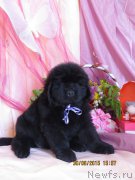 Превью фото № 185718