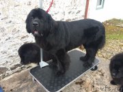 Превью фото № 185728