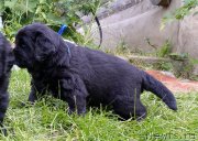 Превью фото № 185746