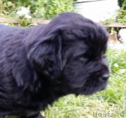 Превью фото № 185758