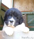 Превью фото № 18576