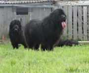 Превью фото № 185807