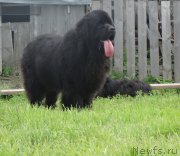 Превью фото № 185808