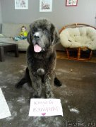 Превью фото № 185829