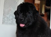 Превью фото № 185863