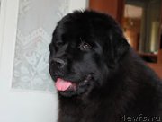 Превью фото № 185864