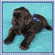 Превью фото № 185899