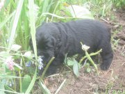 Превью фото № 185928