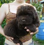 Превью фото № 18600