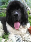 Превью фото № 186177