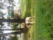 Превью фото № 186185