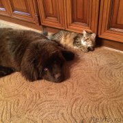 Превью фото № 186191