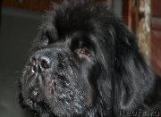 Превью фото № 186203