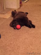 Превью фото № 186207