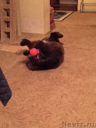 Превью фото № 186208